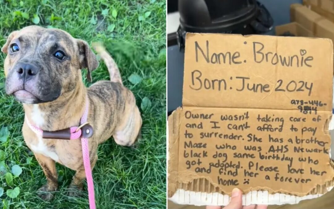 Abandoned on the Highway with a Cardboard Plea — Then Hope Showed Up