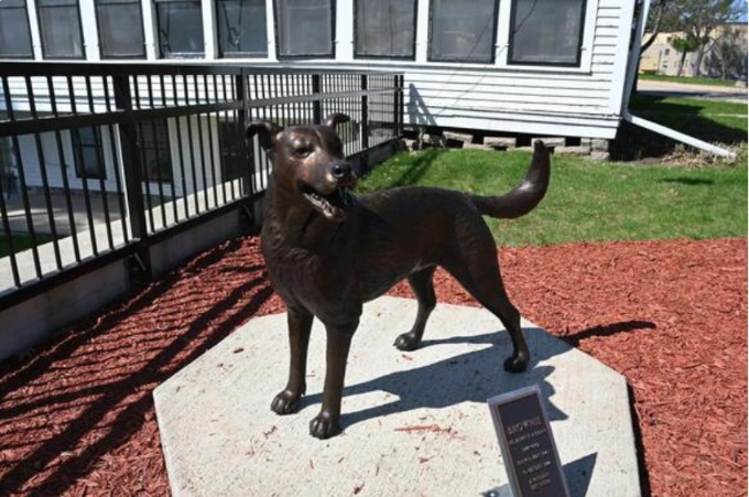 Brownie the War Dog: A Hero Who Deserves Every Honor
