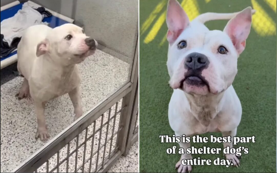 When Freedom Smells Like Grass: Brutus’s Short Walk, Big Emotion