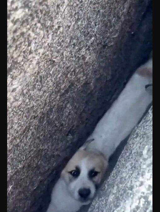 Tiny Great Pyrenees Puppy Squeezed Into a Crack — Firefighters Pull Off a Miraculous Rescue