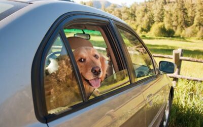 Wagging Tails & Open Roads: Smart Tips for Dog Car Trips