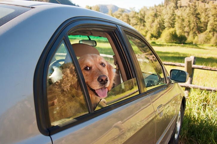 Wagging Tails & Open Roads: Smart Tips for Dog Car Trips