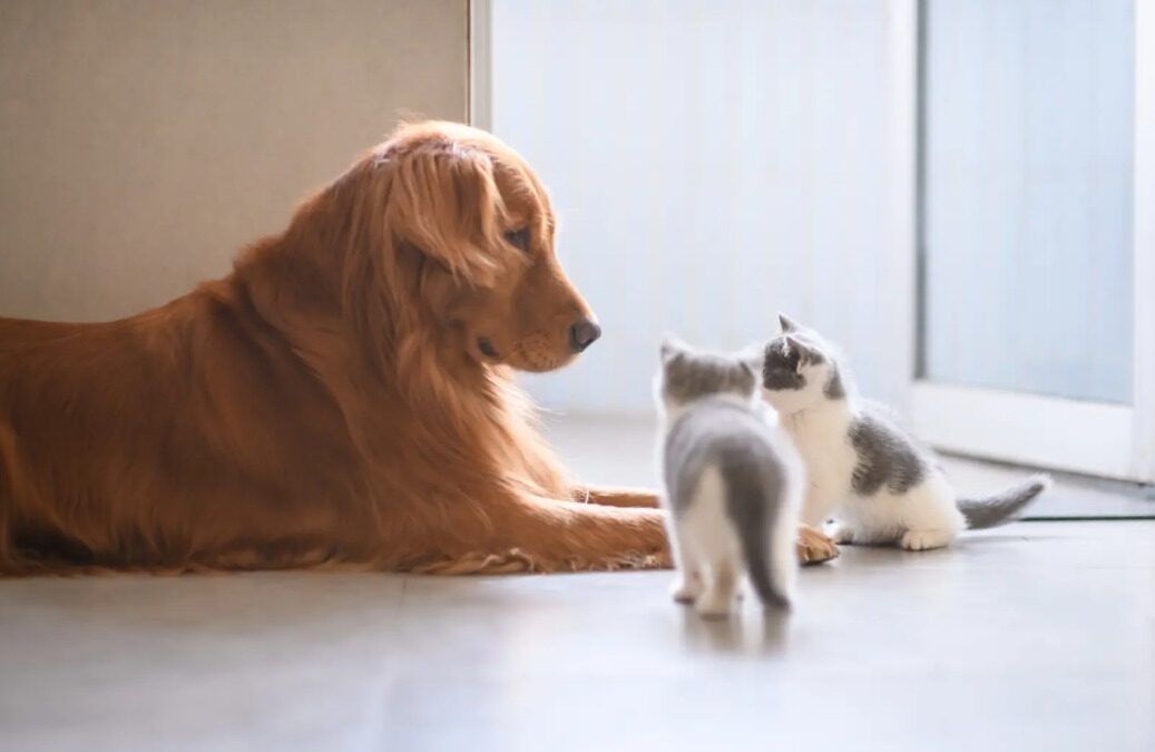She Didn’t Plan to Keep the Kittens… But Her Pyrenees Had Other Ideas
