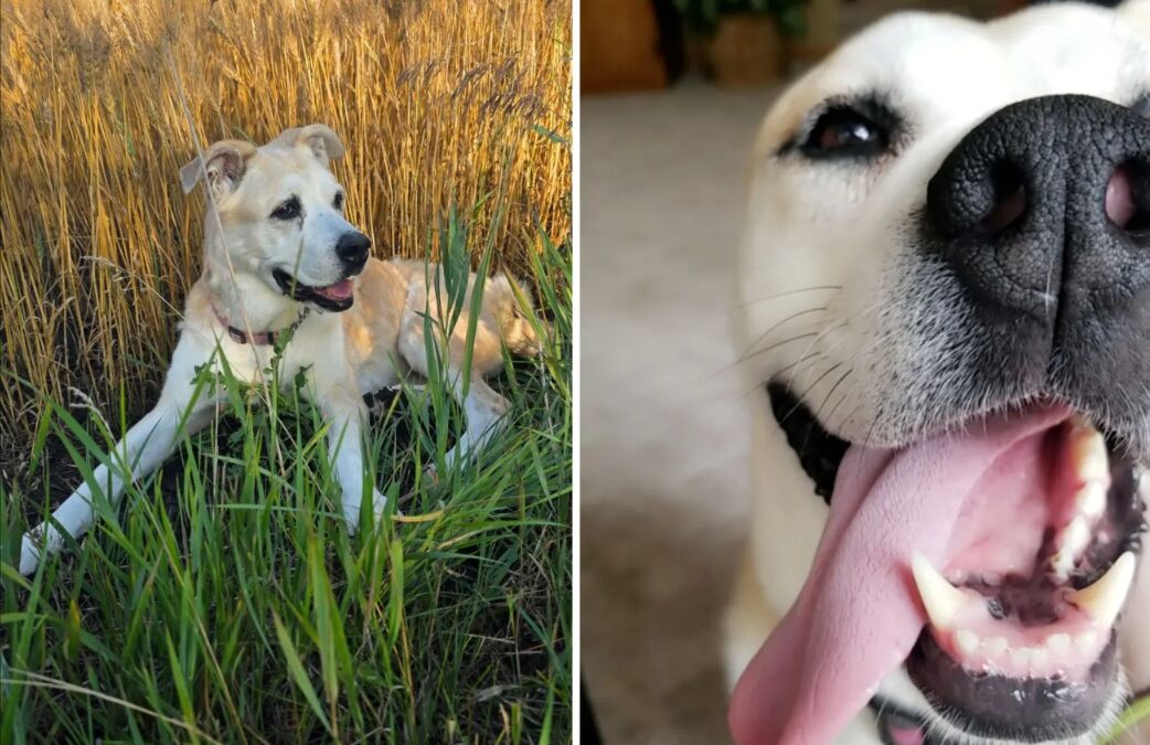 Chelsey’s Story: A Shelter’s Long-Resident Dog Finally Finds Her Forever — and Leaves a Legacy