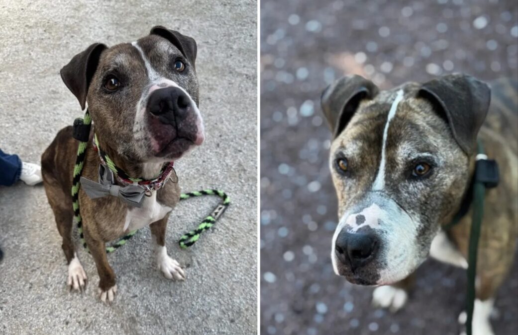 Chevy the Senior Pit Bull: Dressed to Impress, Waiting for Love