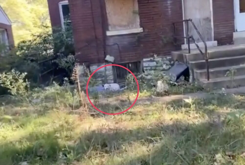 When a Technician Wouldn’t Look Away: How One Man Helped Rescue a Starving Dog