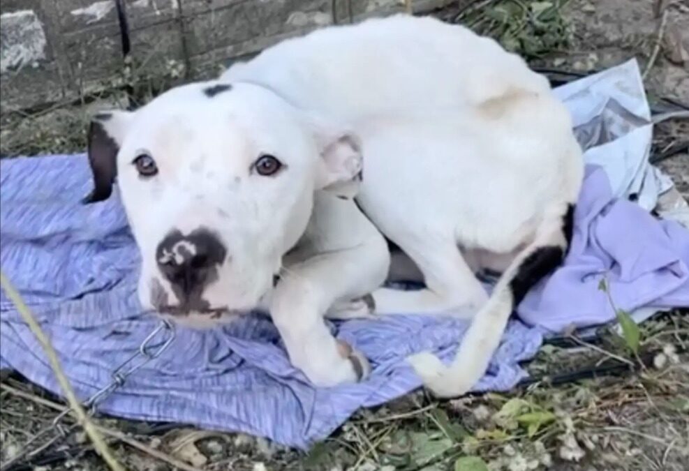 Chained, Silent, Forgotten: The Dog Who Waited for One Kind Soul