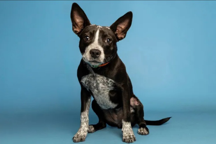 Locked in 110° Heat: How One Puppy’s Miracle Rescue Changed Her Life