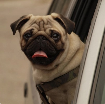 Stealth Mode Activated: How One Pug Turned a Drawer Into a Fortress
