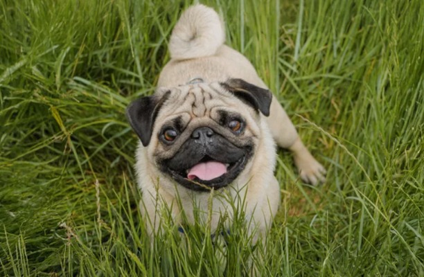 Copo the Pug vs. the Traffic Cones: A Battle for Her Potty Spot