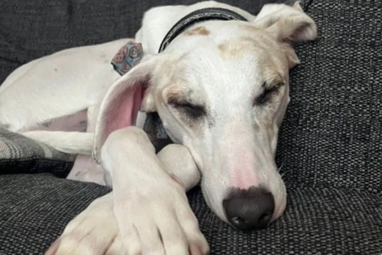 From 12 Months at the Kennel to His Forever Home: The Rescue That Taught Us Patience