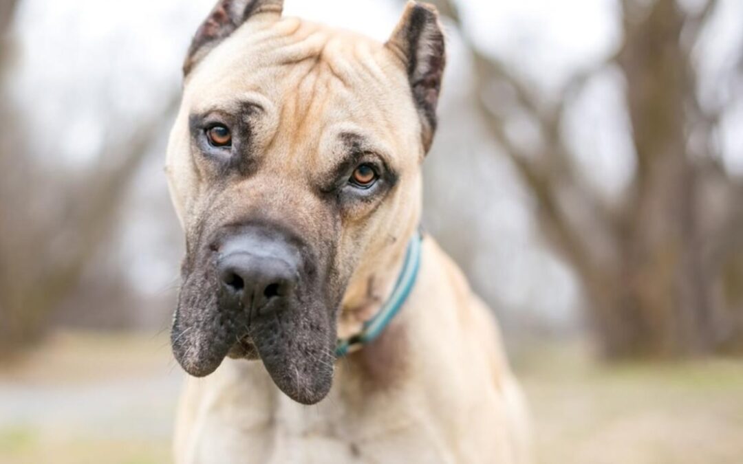 Gentle Giant: How a Cane Corso Puppy Stole Hearts at the Mall