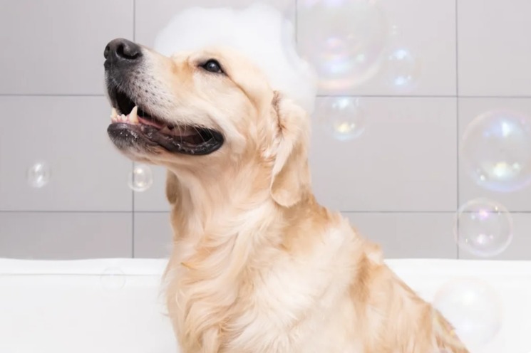 Wally the Golden Retriever: A Canine Role Model in Action