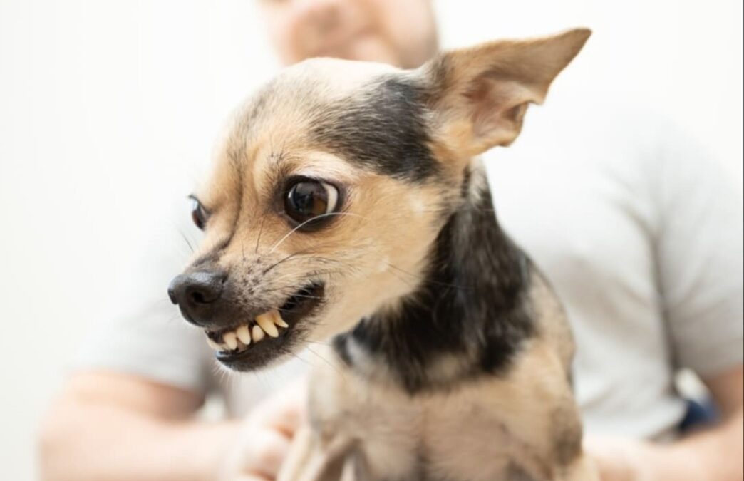 Tiny Dog, Big Attitude: Meet the Chihuahua Who Runs the House