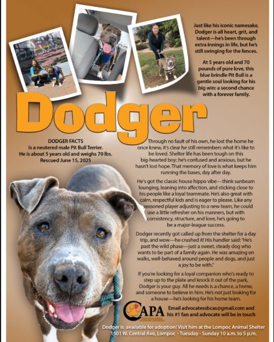 70 Pounds of Loyalty: Dodger’s Second Chance