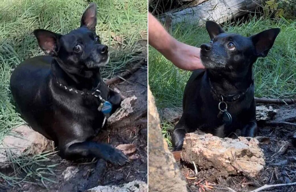 No Leash? No Problem. One Man’s Trip Turns Into a Lifeline for a Lost Pup