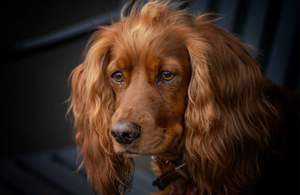 Two‑Year‑Old’s Service Dog Smells Danger and Raises the Alarm—From Across the House