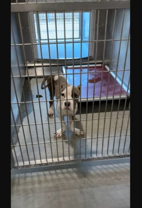 Shelter Pup With ‘Ducky’ Feet and Wobbly Walk Gets His Shot at Family Life