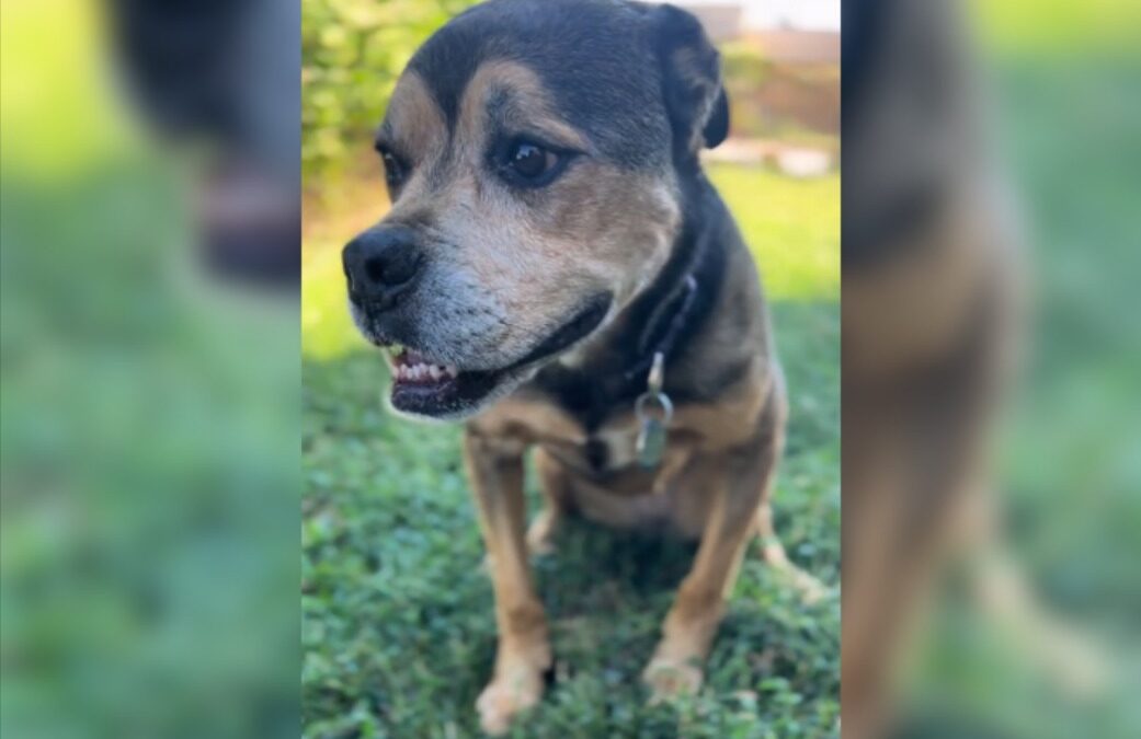 Five Long Years, And Still Hopeful… One Dog’s Unbroken Faith