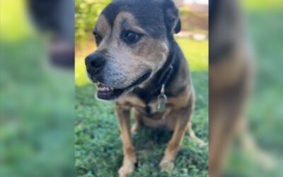 Five Long Years, And Still Hopeful… One Dog’s Unbroken Faith