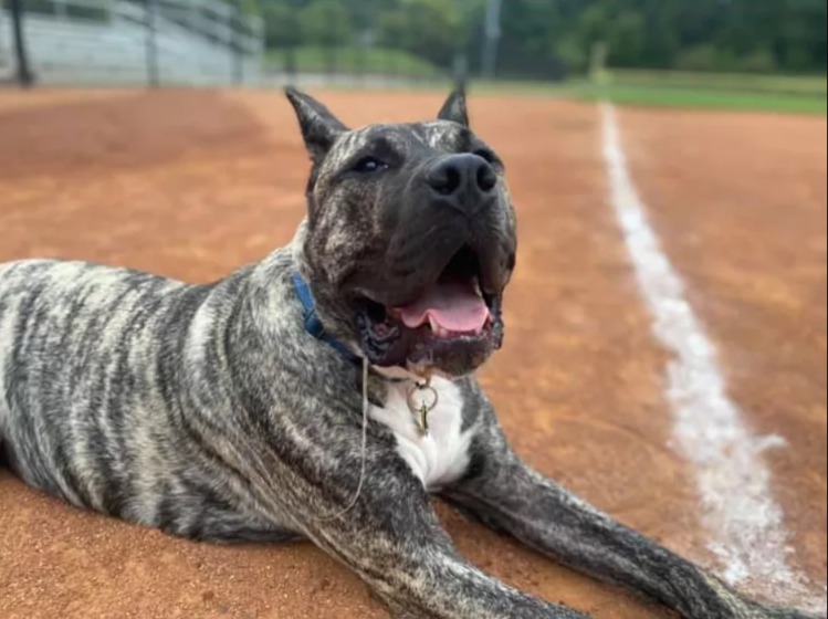 Ethan’s Incredible Journey: The Rescue Dog Who Became a National Hero