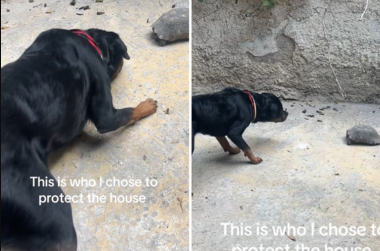 Terrified but Loyal: How a Rottweiler Guarded His Home Against an Unlikely Intruder