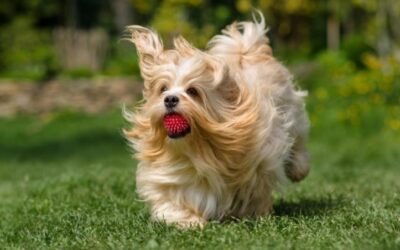 Unlock Fetch Fun: Your Dog’s New Favorite Game