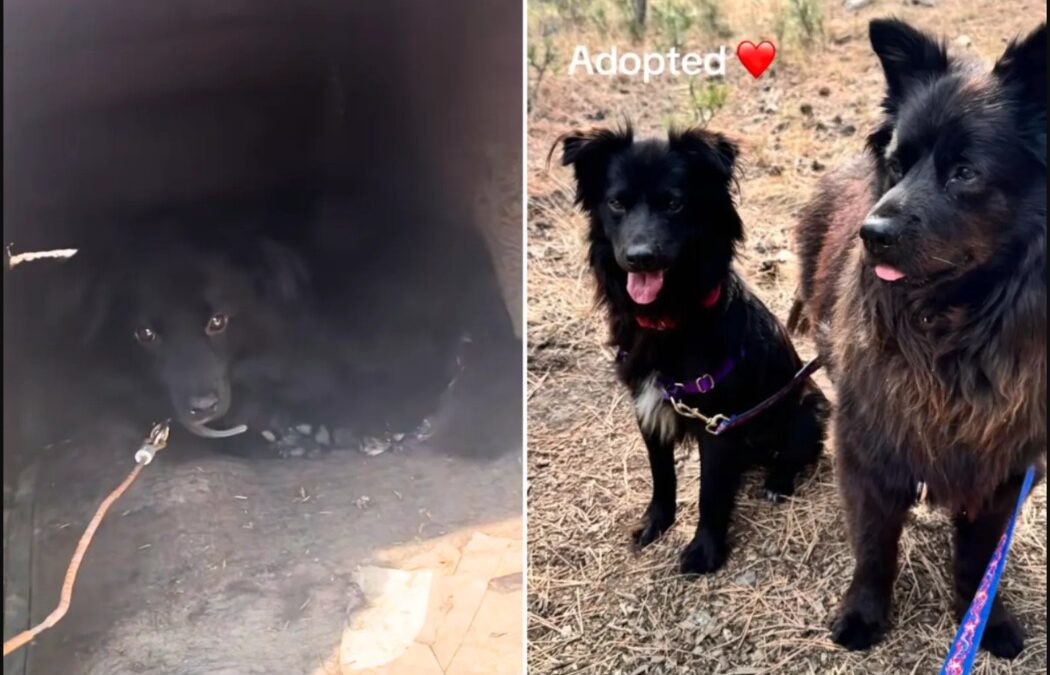 Happy Feet’s Long Road to Love: A Rescue That Restored a Soul