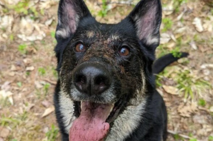 Brave German Shepherd Tracks Down Lost Toddler in the Woods