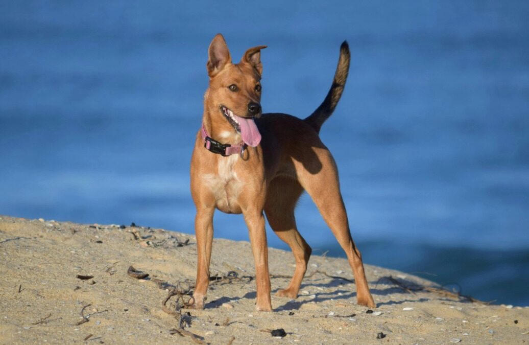 From Dull to Dazzling: How to Make Your Dog’s Coat Shine