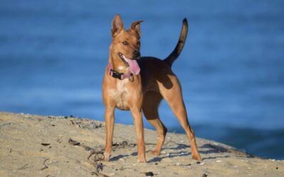 From Dull to Dazzling: How to Make Your Dog’s Coat Shine