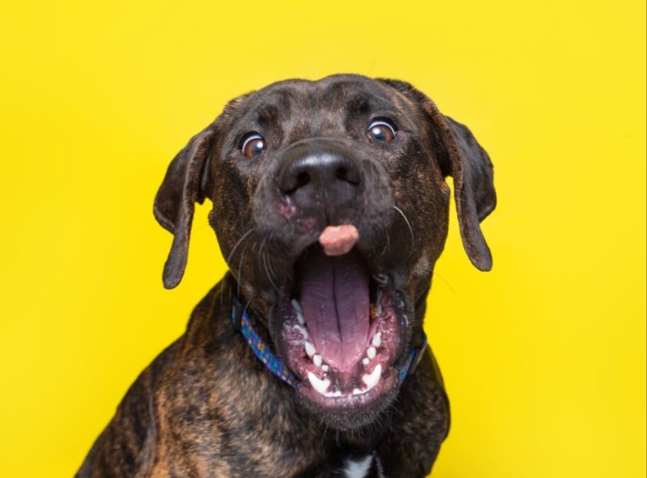 When a Dog Looks Like a Kid’s Drawing — You Know It’s Special