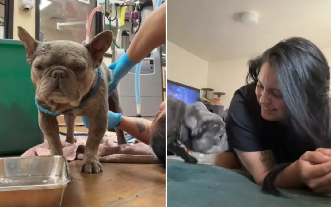 He Walked Into the Kennel as a Victim—walked out as someone’s Forever Dog