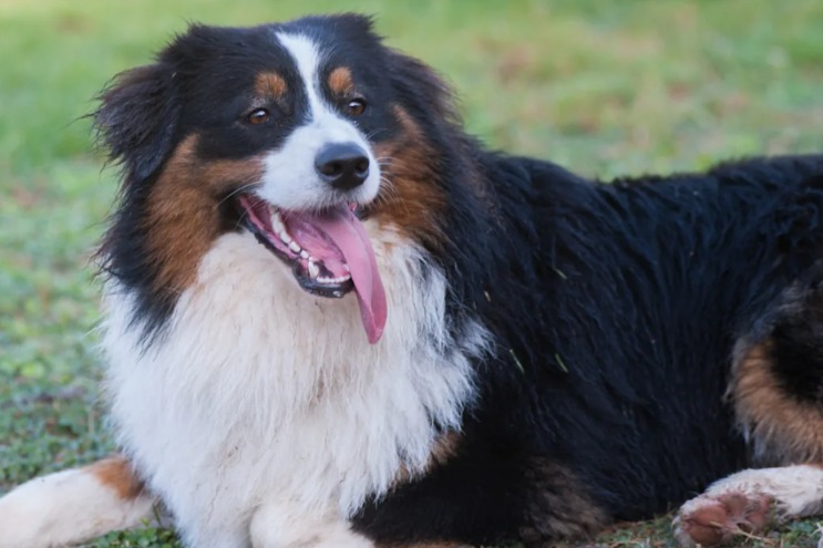 Dog Carries Food Across House — Here’s Why…