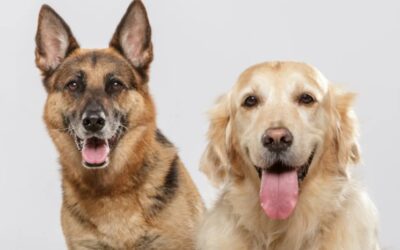 German Shepherd Tries to Help Clumsy Golden — Chaos (and Cuteness) Ensues!