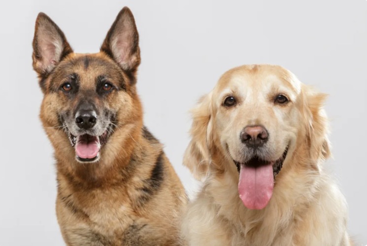 German Shepherd Tries to Help Clumsy Golden — Chaos (and Cuteness) Ensues!