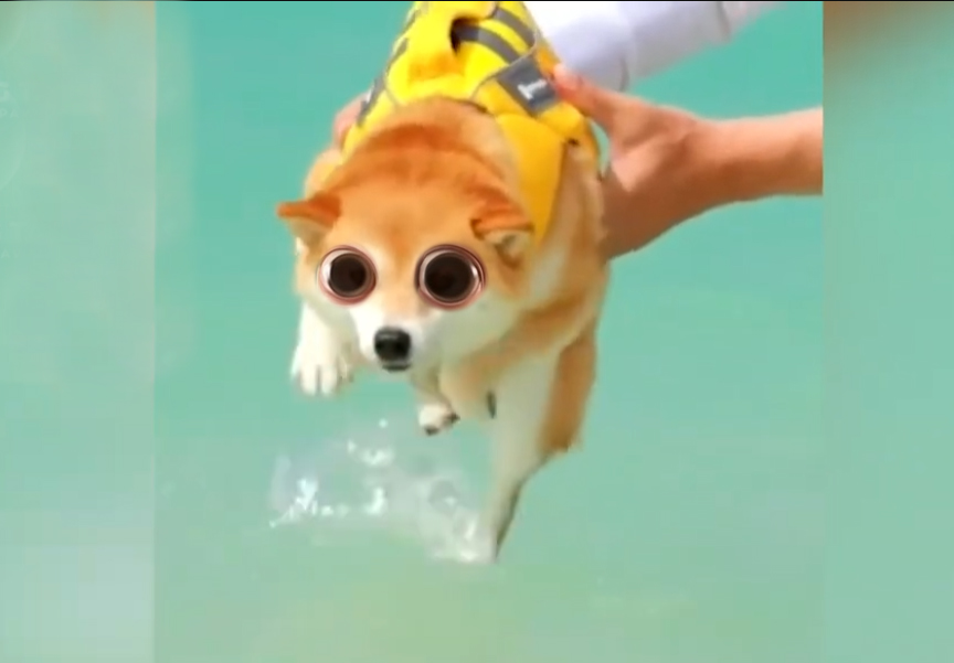 Dogs Being Hilariously Dramatic 😂🧡