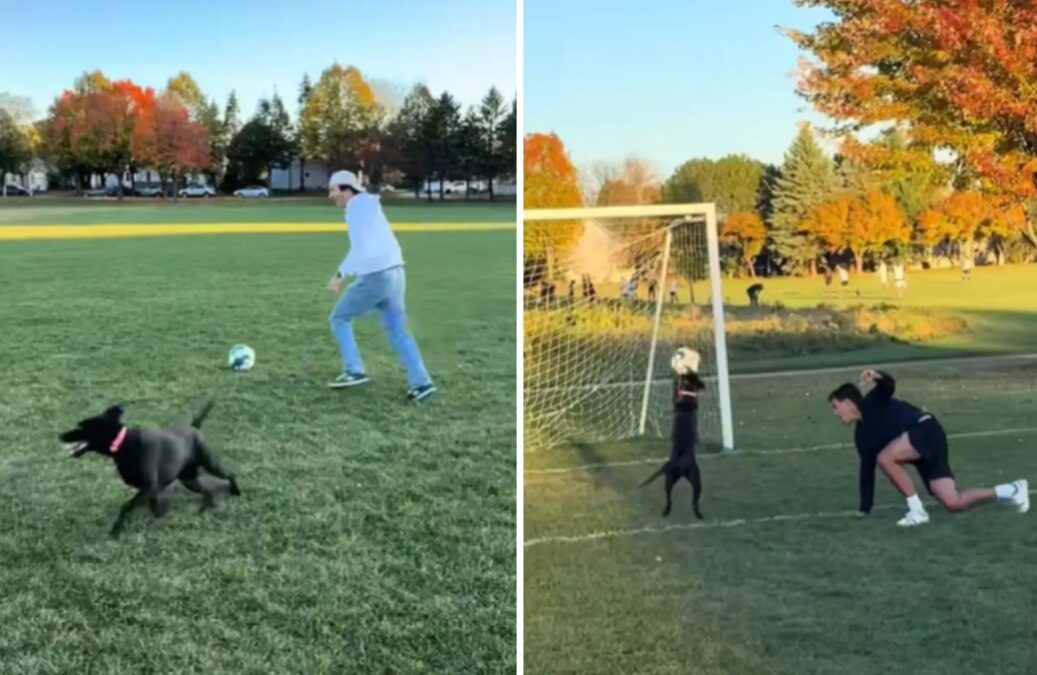Soccer Surprise: The Four‑Legged Teammate Who Outsmarted Everyone