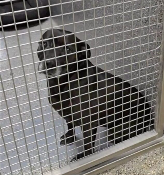 Paws and Hearts Break: The Dog Everyone Loved but No One Kept