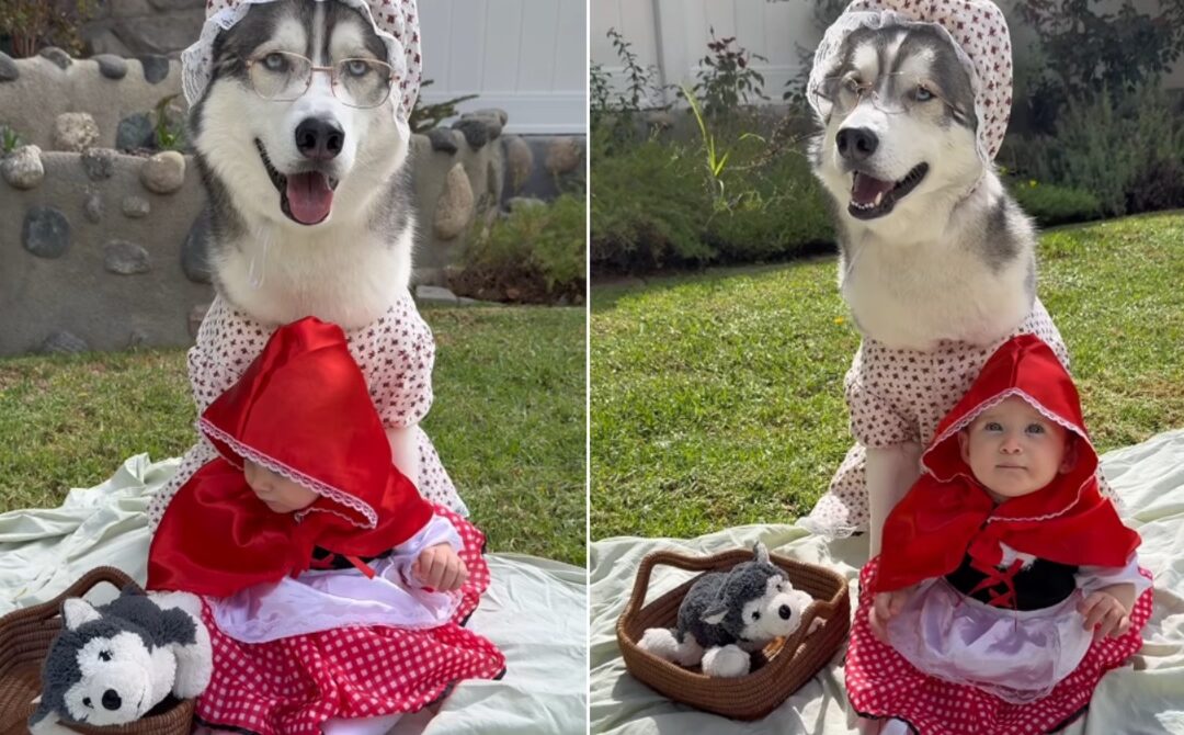 Halloween Magic: Theo the Husky and His Fairytale Baby Sister