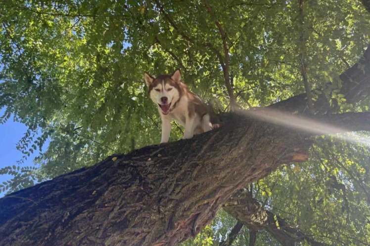 Husky in a Tree: Her Wild Chase Turns Into a Rescue Mission