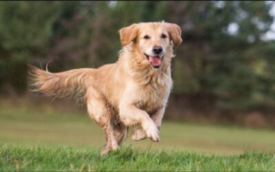 Strong Paws, Happy Life: Guide to Dog Joint Health