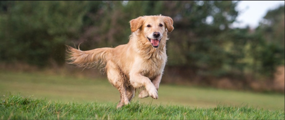 Strong Paws, Happy Life: Guide to Dog Joint Health