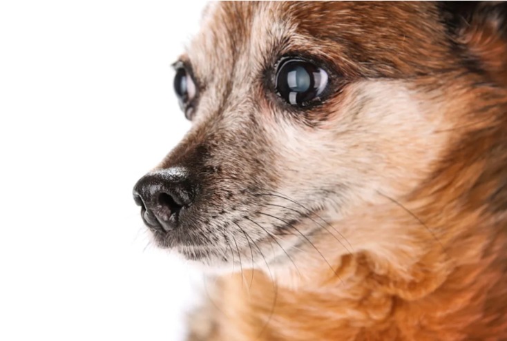 Kenneth the Rescue Dog Finds His Voice — and Our Hearts Melt