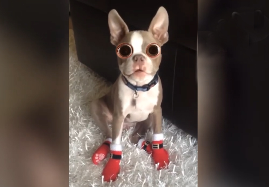 Dogs Failing in the Funniest Ways Possible! 😂🐕