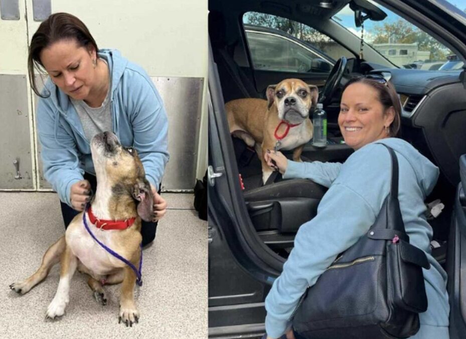 Leo’s Long Road Home: How a Dog Rescued From Hoarding Was Reunited With His First Family