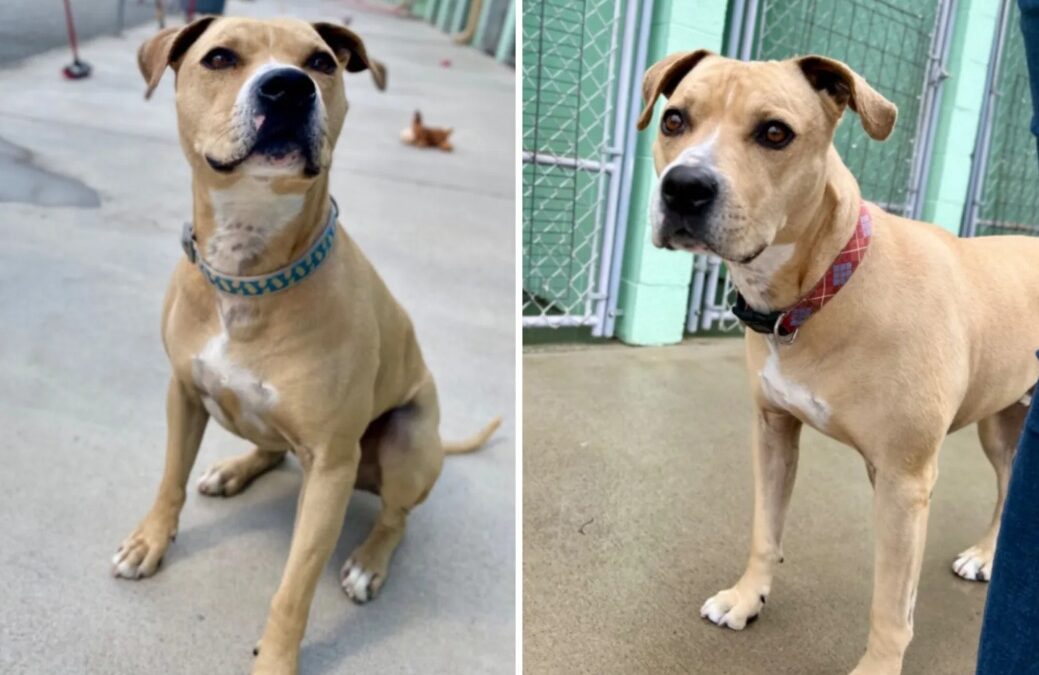 Leo’s Long Wait: A Super-Sweet Dog Deserves a Home