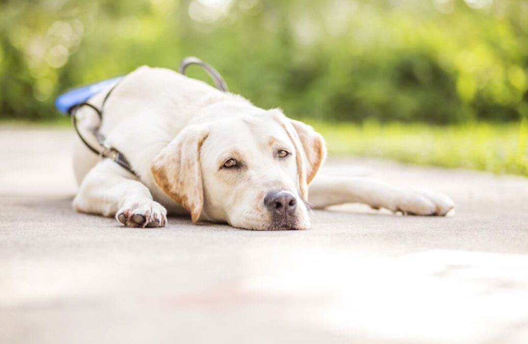 She Beat the Odds—and Now She’s Helping Train the Next Generation of Service Dogs