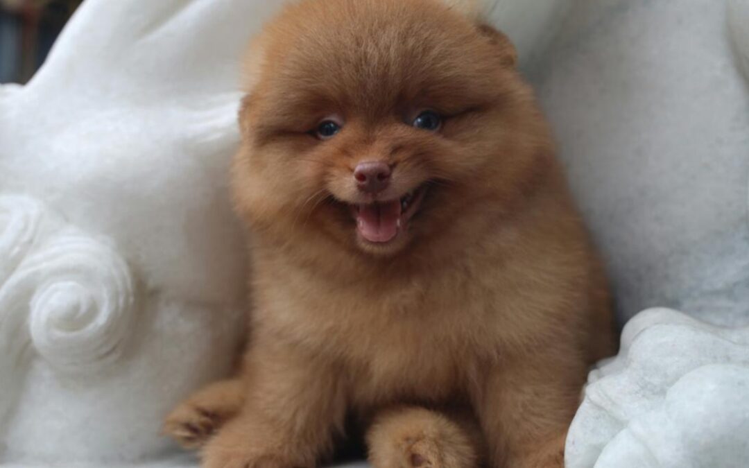 Pop Finally Gets His Dream Dog — And His Heart Heals Instantly