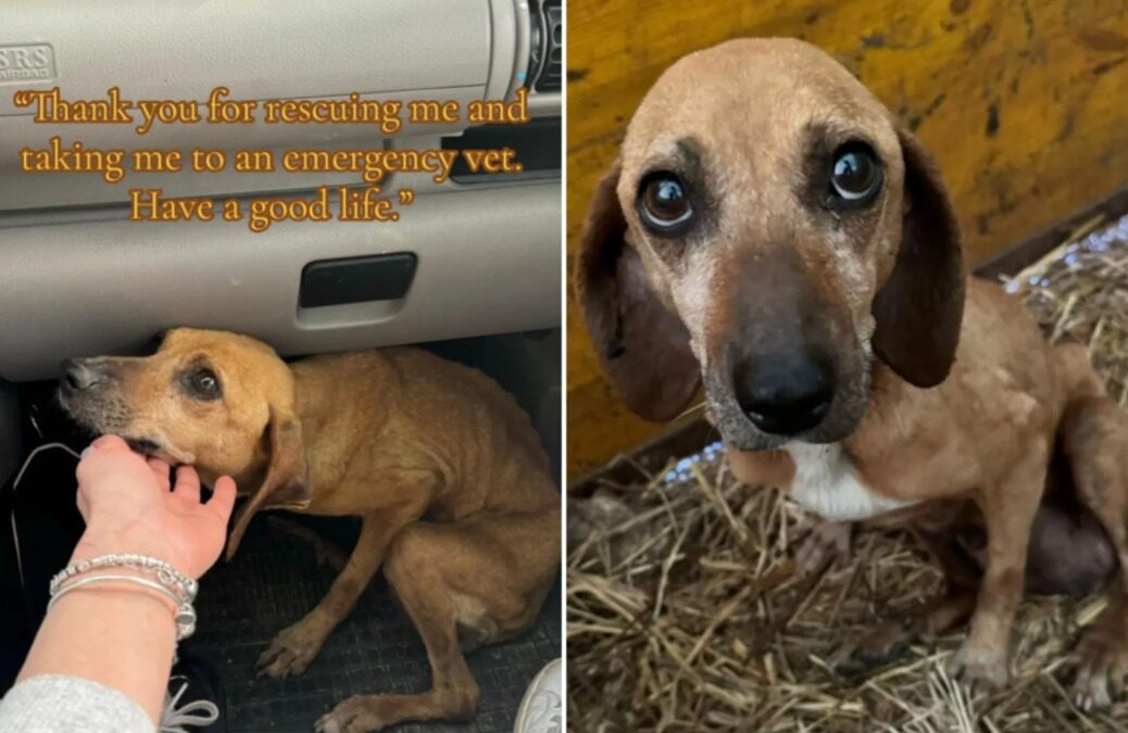 A Miracle by the Street: How a Pregnant Senior Dog Found Hope